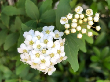 今日みかけた花