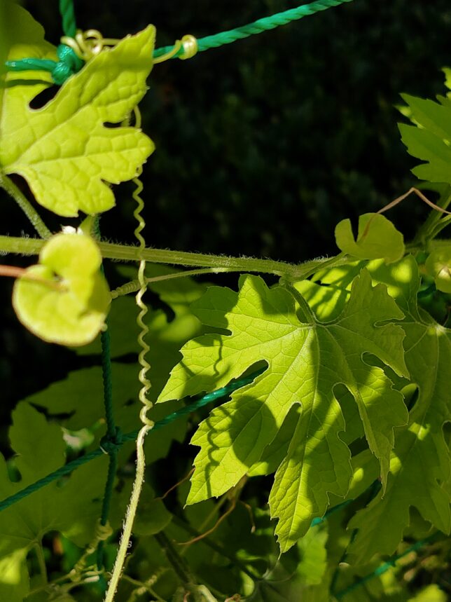 ゴーヤカーテンに巻きついて育っているゴーヤ。大きい葉が数枚と、太い茎、くるくる丸まったつるなどが写っている。大きい葉の1枚には、つるの影が映っている。