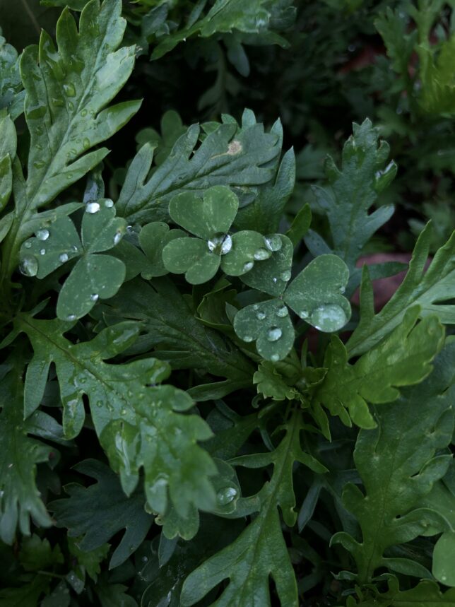 葉っぱが生い茂っており、その上に雨の雫がのっている。