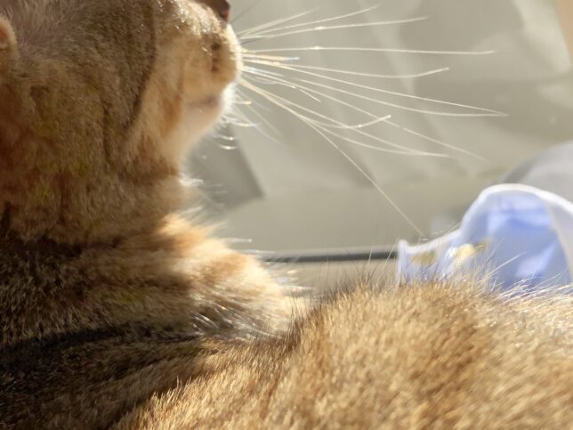 窓ぎわで太陽の日差しを受けている猫の顔（右側）からおなかにかけてが写っている。ひげが日差しでキラキラ光っている。猫の柄は麦わら柄。