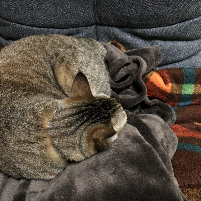 グレーの座椅子、チェック柄の毛布、焦げ茶色の毛布の上で猫が丸くなって寝ているところを、ほぼ真上から写した写真。猫の柄は麦わら柄。