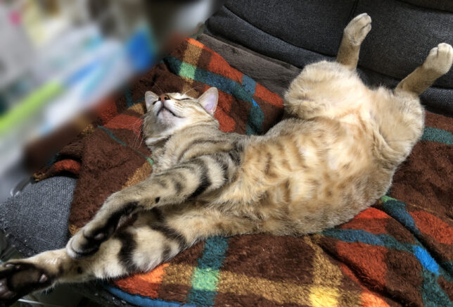 毛布を敷いた座椅子の上で、猫がへそ天で寝ている。頭と手が画面左側、足が画面右側を向いている。