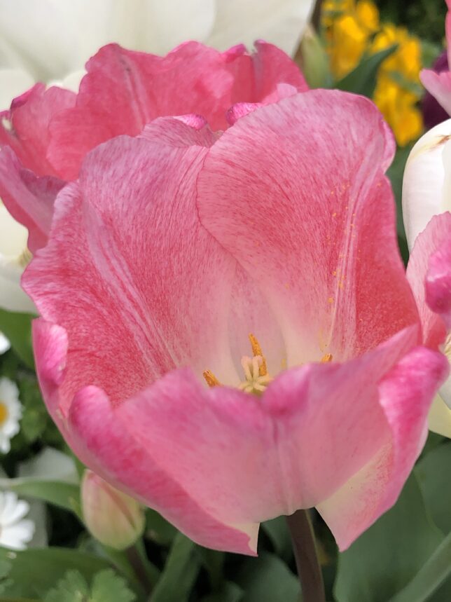 花開いたチューリップをななめめ上からアップで撮った写真。花の色は白地に明るいピンクがかかったような感じで、花の中のおしべ・めしべがのぞいている。