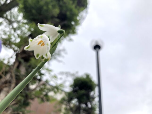 小さくて白い花が咲いているところ。画面左下から右上に向かって茎が伸びており、そこから花が2つ咲いている。スズランのような形の花で、下に向かって咲いているところをのぞくようにして撮った写真で、花の中が写っている。