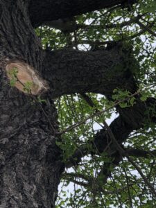 いちょうの木。画面左側に木の幹があり、画面右側に枝が伸びている。枝からは無数のいちょうの葉が連なっている。どれもまだ小さいが、赤ちゃんというほどの小ささではなくなっている。