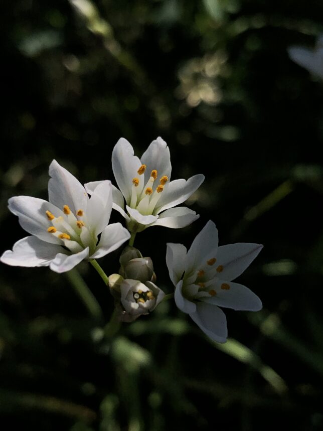 日記ZINE（ネップリジン）「猫の鼻息」に掲載した花の画像。画面中央に白い花が2つほど咲いている。