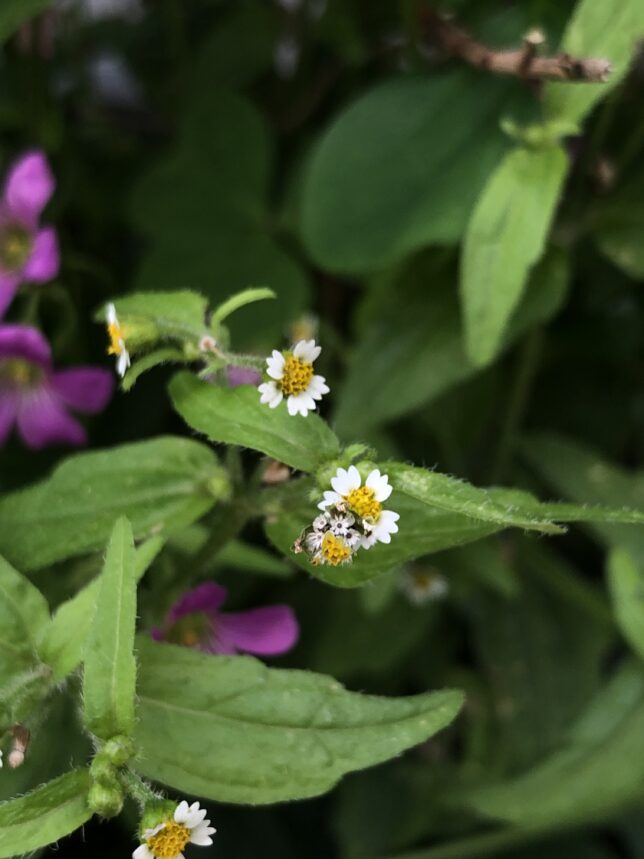 画面中央部に、白い小さな花が咲いている。画面左上に、ピンクの花が見切れている。